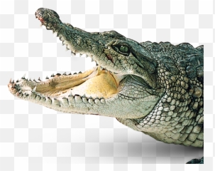 Crocodile Png Images Free Download - Transparent Background Alligator Png Emoji,Android Alligator Emoji