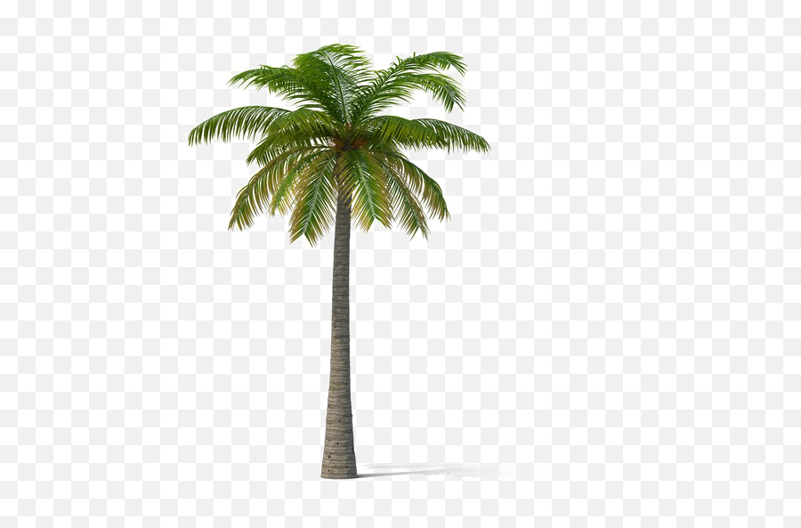 Palm Trees Transparent Png Image - Real Coconut Tree Png Emoji,Coconut Tree Emoticon