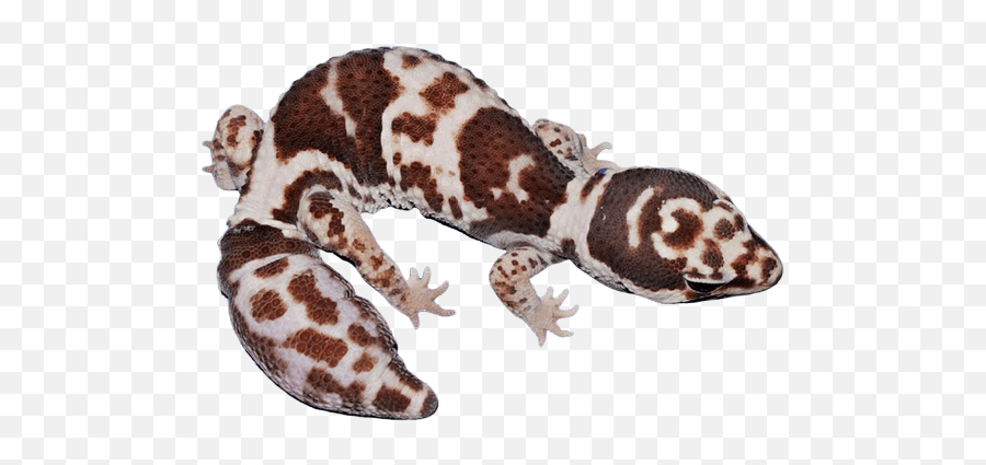 African Fat Tailed Gecko Morphs - Find Out What Your Gecko Animal Figure Emoji,What Does Color Say About Crested Geckos Emotion