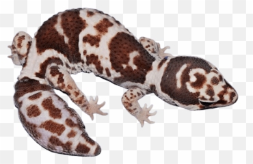 African Fat Tailed Gecko Morphs - Find Out What Your Gecko Animal Figure Emoji,What Does Color Say About Crested Geckos Emotion