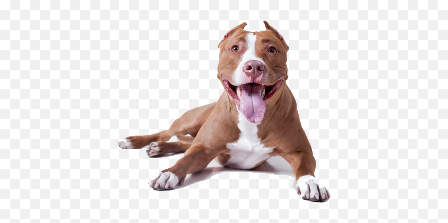 American Pit Bull Terrier Dog Breed - Pitbull Png Emoji,Pitbulls Read Emotion