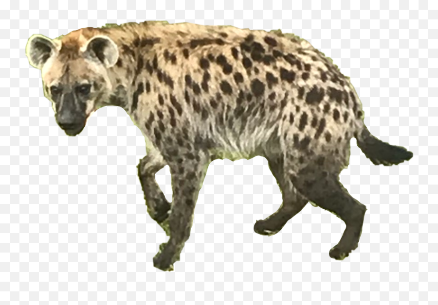 The Most Edited - Spotted Hyena Emoji,Hyena Emoji