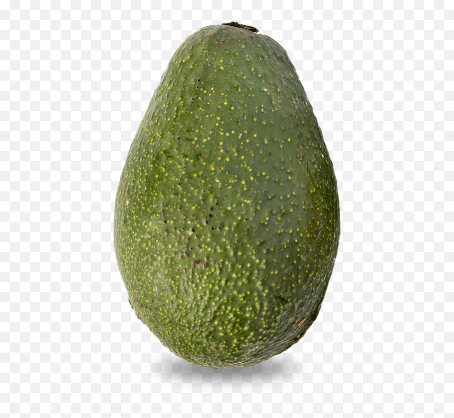 Aguacate Png - Fuerte Variedades De Aguacate En Canarias Fuerte Avocado Png Emoji,Emoji De Caracoles