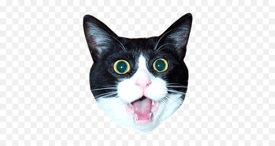 Meme Creation Crying Cat Face Meme Transparent - Transparent Background Cat Head Png Emoji,Scared Cat Emoji