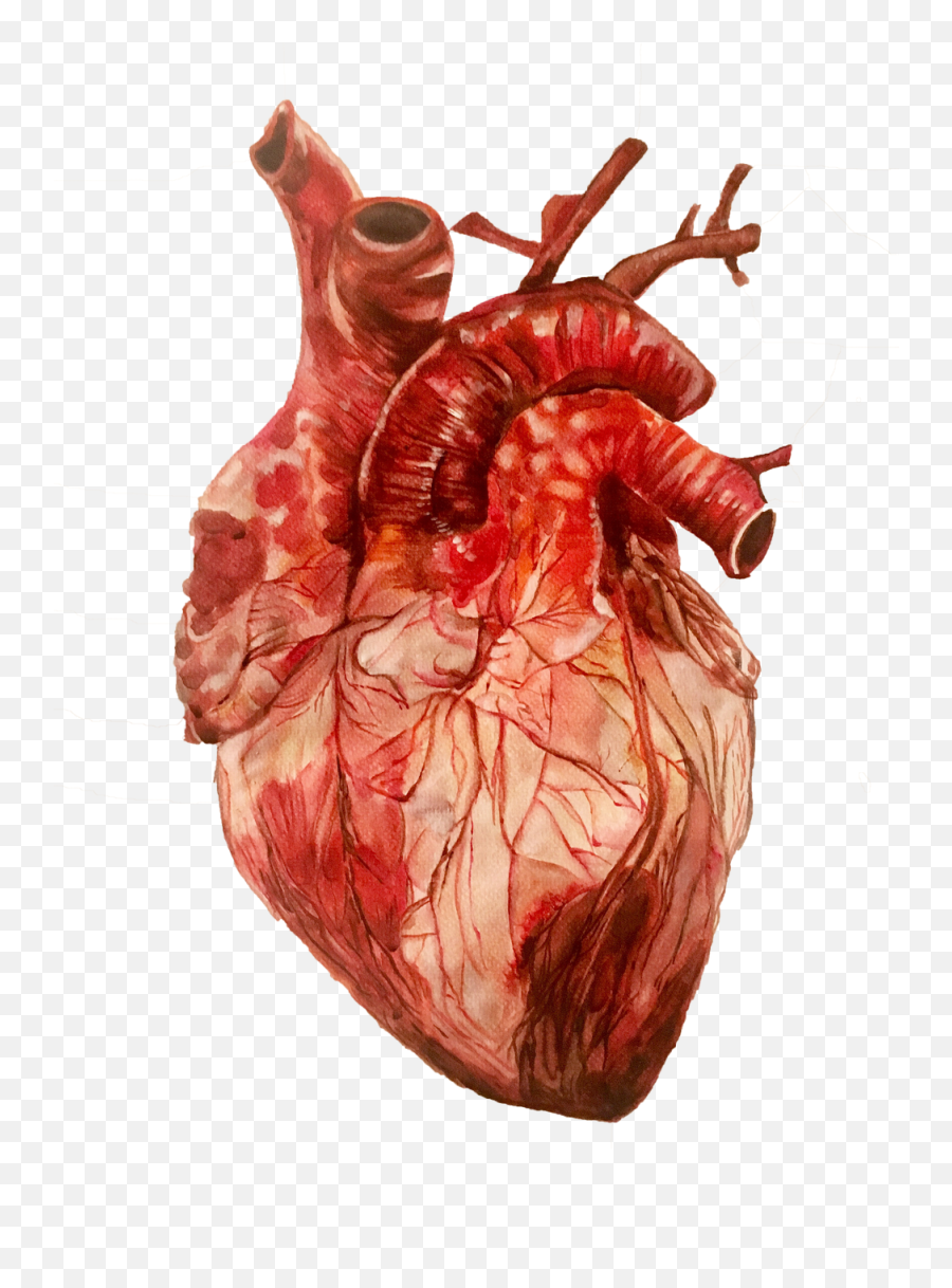 Anatomical Heart Png High - Quality Image Png Arts Emoji,Anatomical Emoji