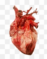 Anatomical Heart Png High - Quality Image Png Arts Emoji,Anatomical Emoji