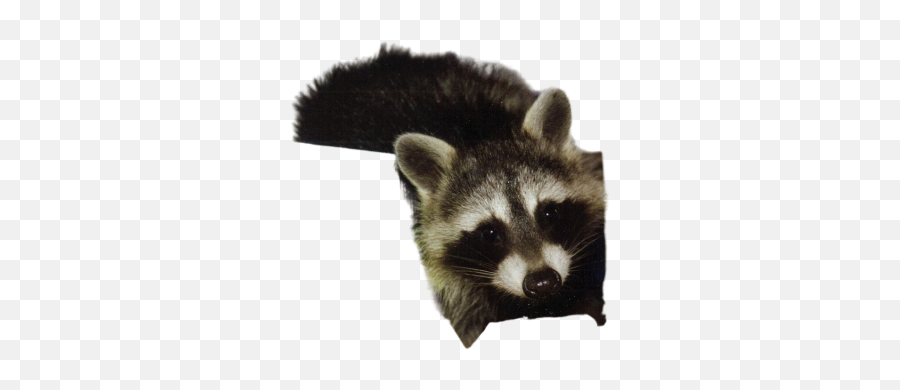 Farbkleks Png Images Download Farbkleks Png Transparent Emoji,Raccoon Emoji