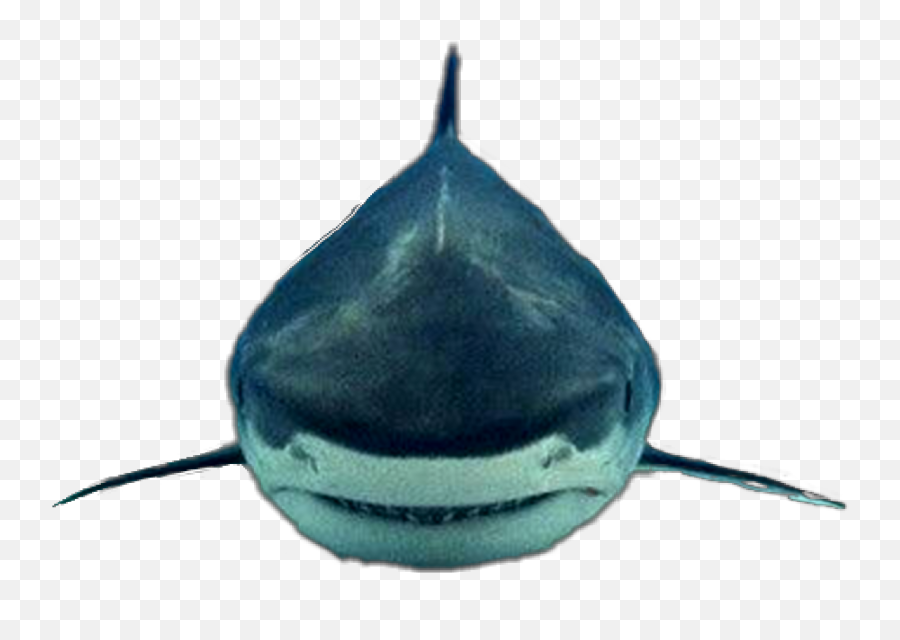 Shark Sticker - Mackerel Sharks Emoji,Shark Fin Emoji
