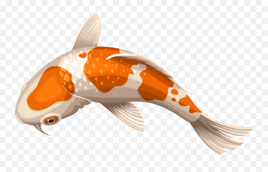Download Carp Drawing Coy Fish - Transparent Background Koi Fish Png Emoji,Fish Emoji