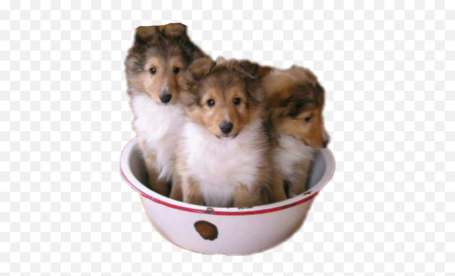 Perros Sticker - Bowl Emoji,Sheltie Emoji