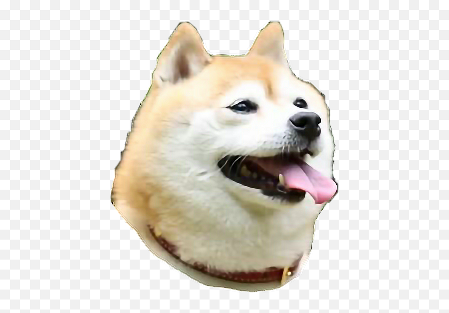 Shib Shibe Shiba Shibenation Sticker - Hokkaido Dog Emoji,Shibe Emoji