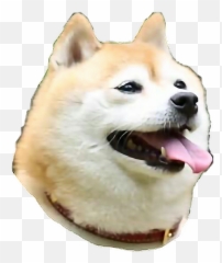 Shib Shibe Shiba Shibenation Sticker - Hokkaido Dog Emoji,Shibe Emoji
