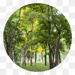 Sandalwood Essential Oil Emoji,Review Emotions And Essential Oils By Enlighten Cd