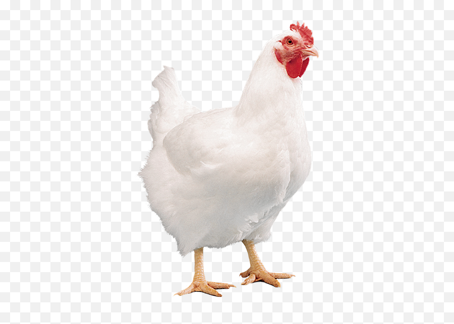 Cobb700 Cobb - White Broiler Chicken Png Emoji,Cornish Cross Chicken Emotions