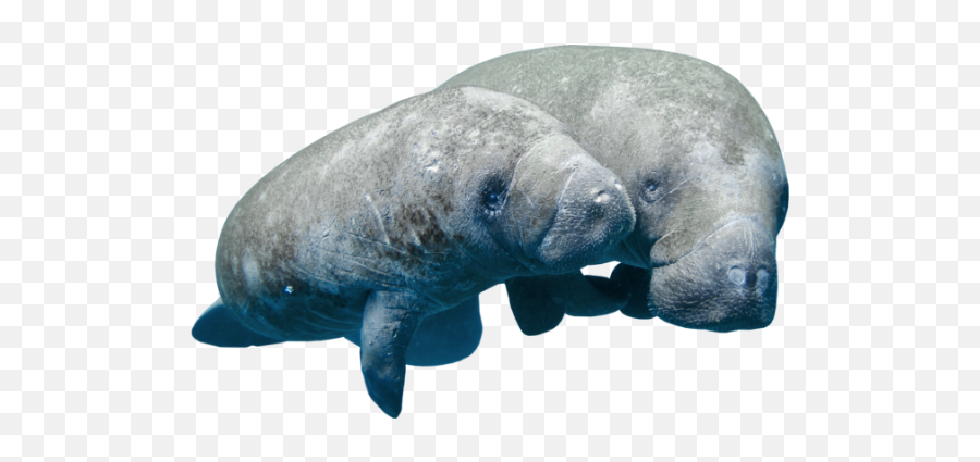 Lamantini - Manatee Png Emoji,Do Manatees Have Emotions