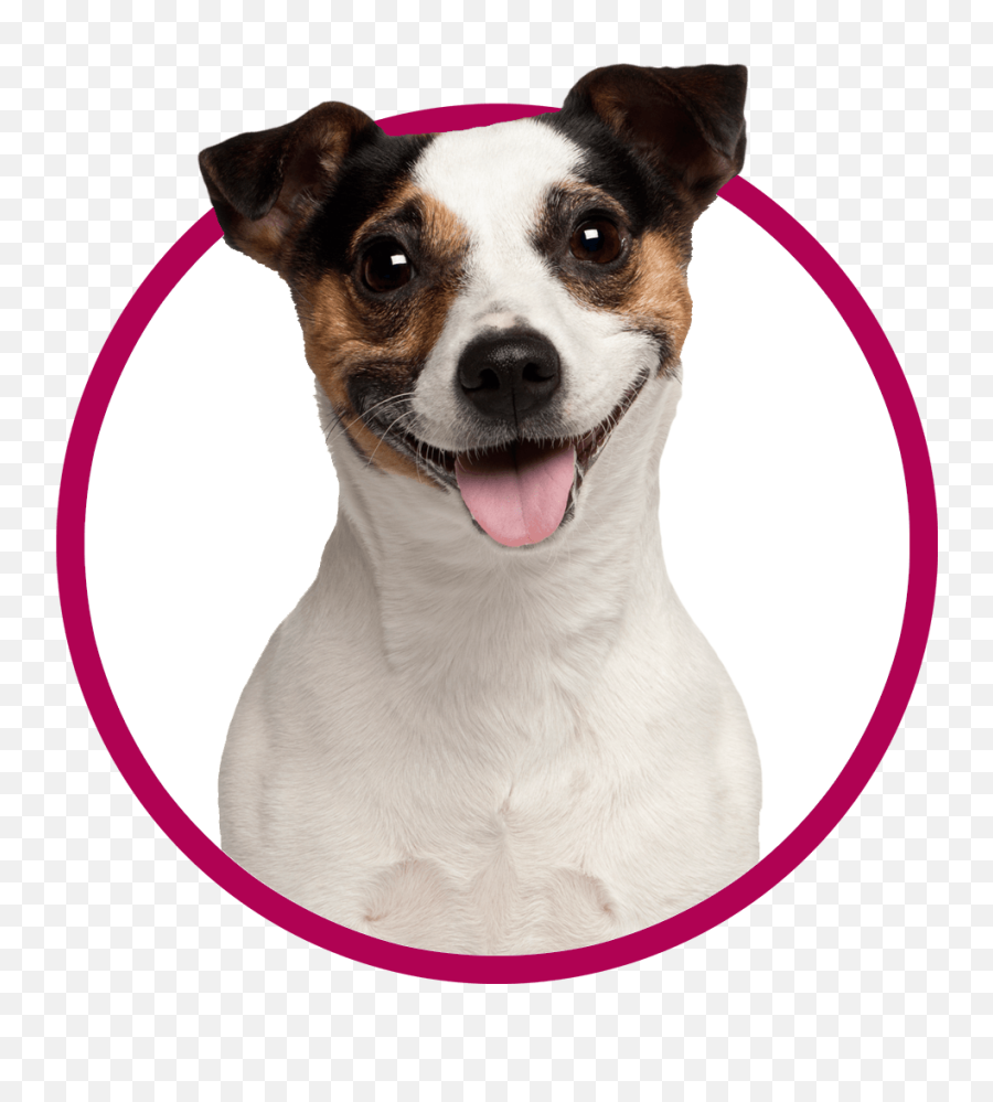 Caring For Fidou0027s Teeth - Collar Emoji,Dog Dog Heart Emoji Puzzle