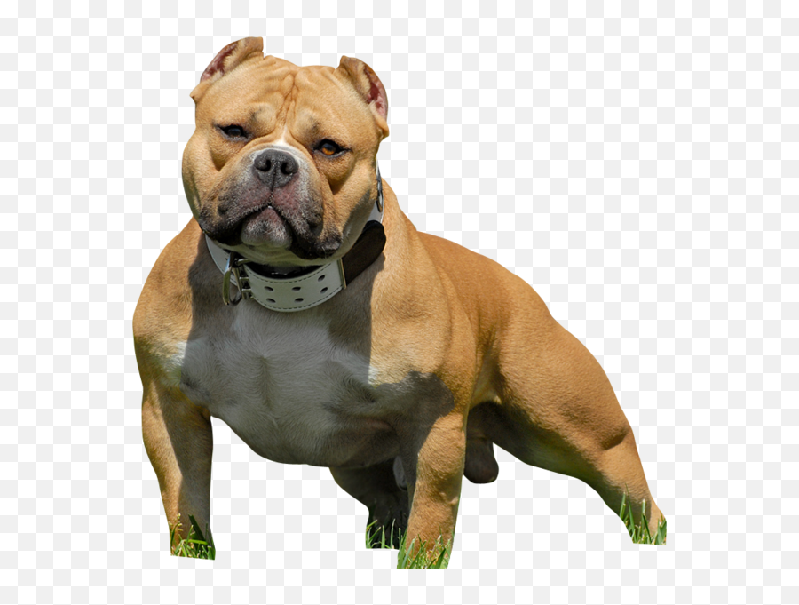 American Bully Psd Official Psds - Pitbull American Bully Png Emoji,Dog Ptbull Emojis