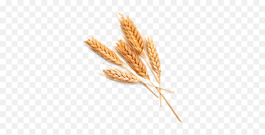 Grain Transparent Images Png Png Svg Clip Art For Web Emoji,Wheat Emojis