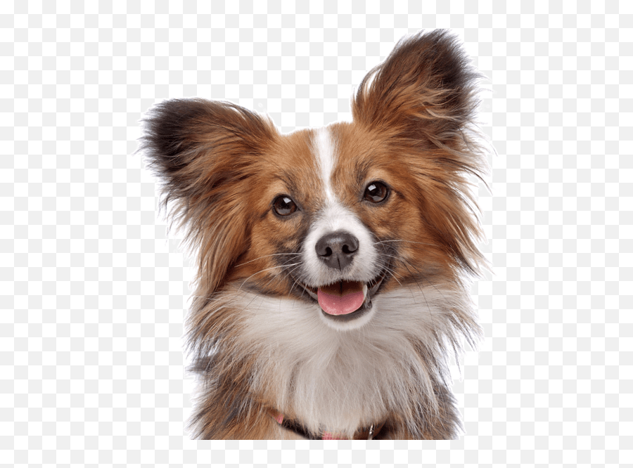 Papillon Puppies For Sale - Adoptapetcom Emoji,Toto And Cici Emoticons