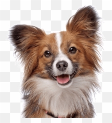 Papillon Puppies For Sale - Adoptapetcom Emoji,Toto And Cici Emoticons