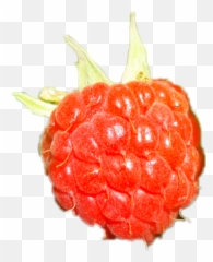 Rasberry Sticker - Fresh Emoji,Rasberry Emoji