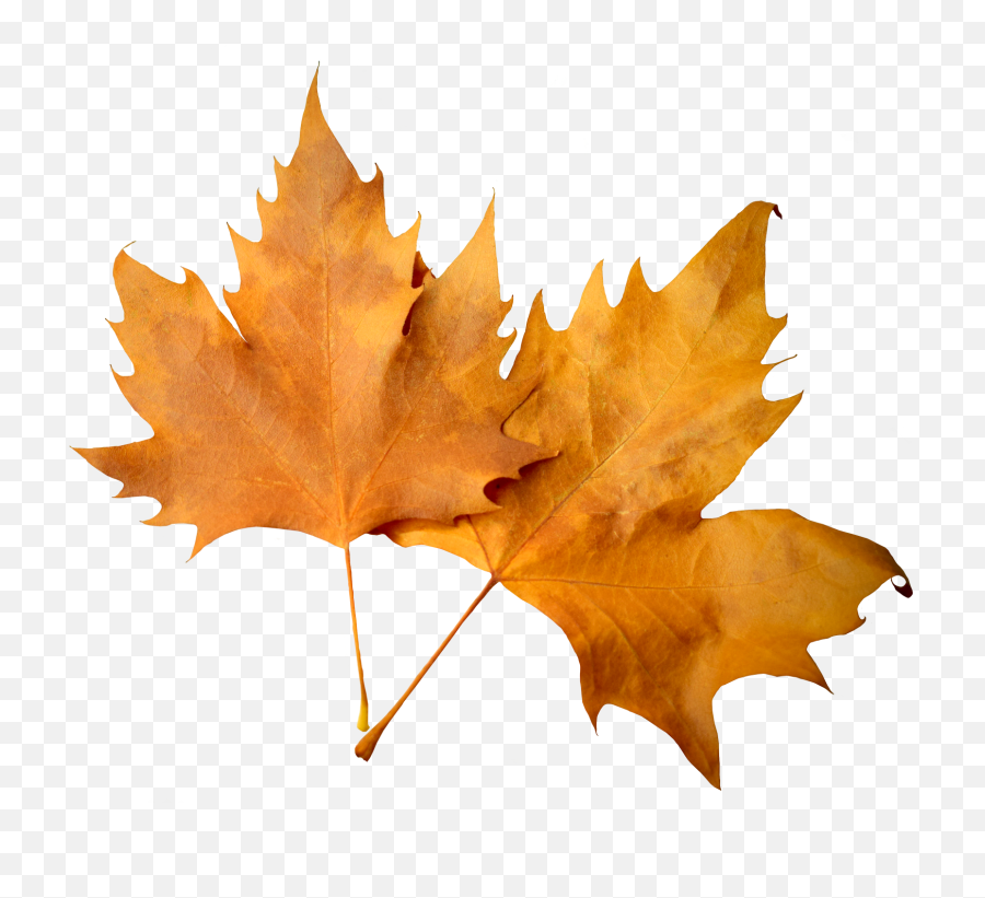 Leave Leaves Tree Sticker - Autumn Leaves Transparent Background Emoji,Fall Leave Emoji