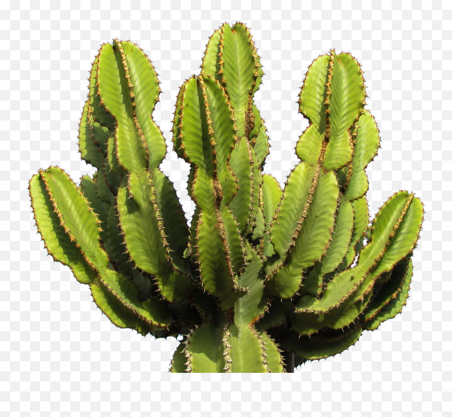 Cactus Png - 10 Free Hq Online Puzzle Games On Cactus Png Emoji,Cactus Emoji Png