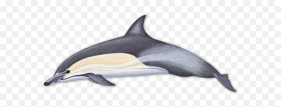 Common Dolphin Png U0026 Free Common Dolphinpng Transparent - Short Beaked Common Dolphin Emoji,Dolphin Emoji Android