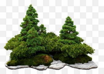 900 Free China U0026 Panda Illustrations - Pixabay Green Plants Bonsai Png Emoji,Bonsai Emoji