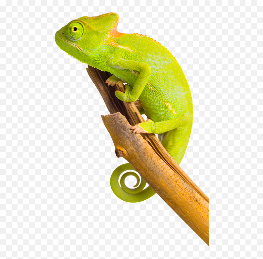 Chameleon Png Image Png Svg Clip Art - Chameleons Png Emoji,Chameleon Emoji