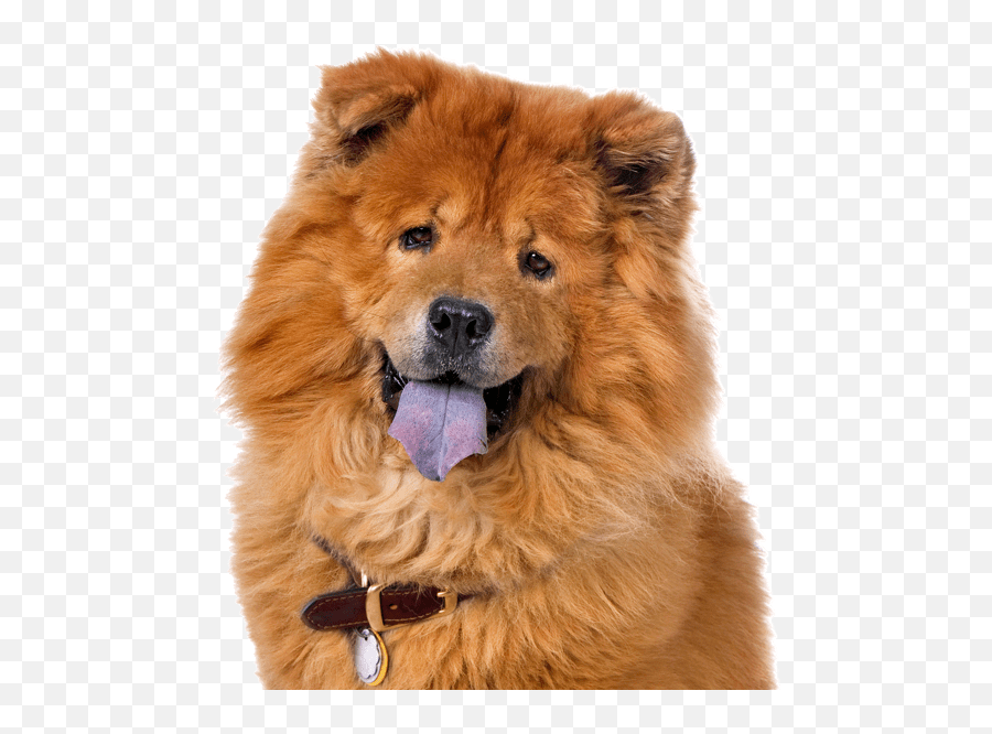 Chow Chow Puppies For Sale - Adoptapetcom Emoji,Toto And Cici Emoticons