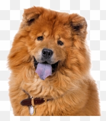 Chow Chow Puppies For Sale - Adoptapetcom Emoji,Toto And Cici Emoticons