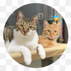 Github - Songgaowater A Simple Tuntap Library Written In Emoji,3c Emoticon Cat