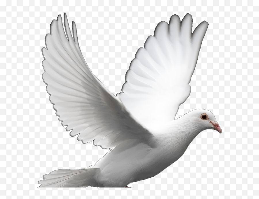 White Dove Peace Png - Dove Png Transparent Emoji,Dove Of Peace Emoji
