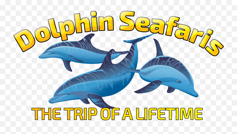 Dolphin Encounters Dolphin Seafaris - Dolphin Seafaris Emoji,Rare Dolphin Emoticon