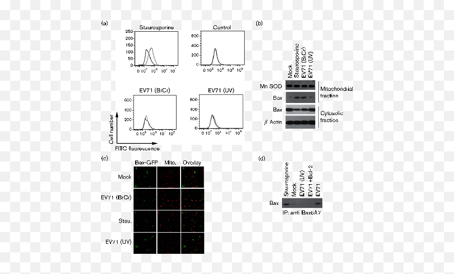 Enterovirus 71 Induces Apoptosis By Directly Modulating The - Vertical Emoji,International Qq Emoticon Package Download