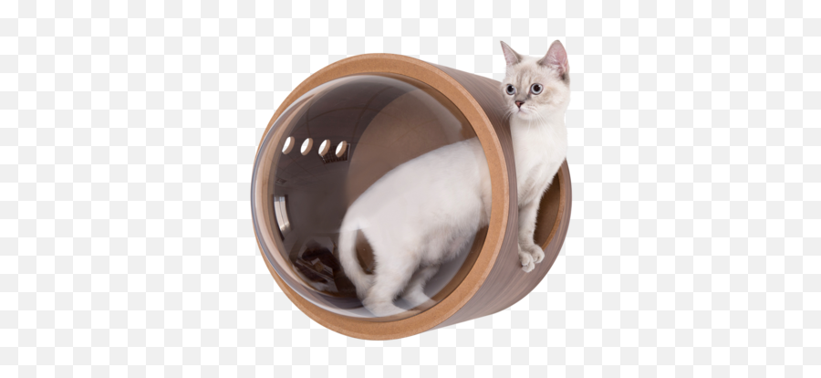 Myzoo - Build A Climbing Wall With Floating Cat Shelf For Your Emoji,Free Emojis Cats