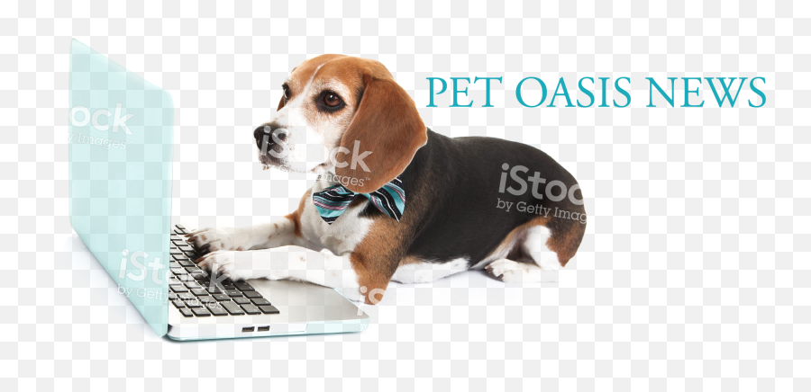 News Media - Pet Emoji,Beagle Puppy Emotions