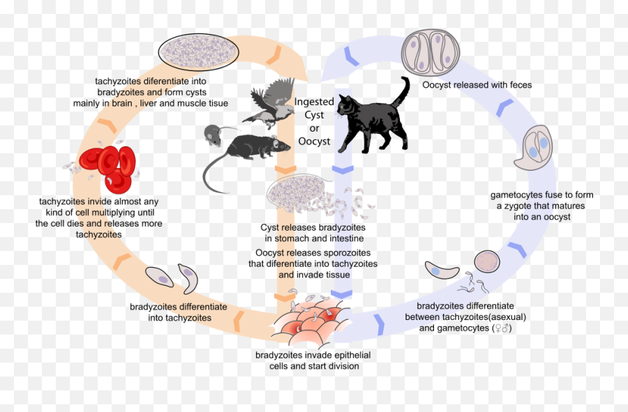 Tgondii - Toxoplasmosis Pregnant Emoji,Emoticons For Muelin