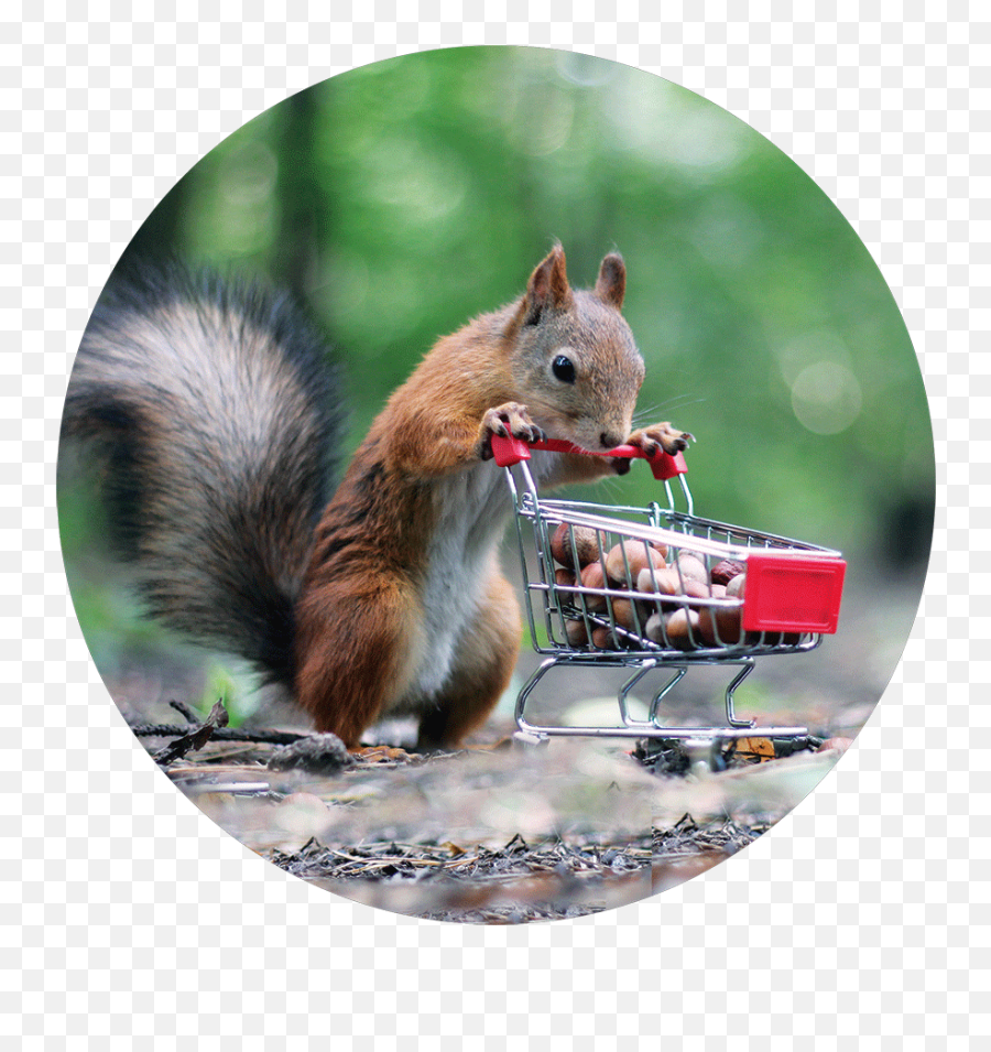 Nets Beneath Our Hope Pioneer Network - Red Squirrel Emoji,The Emotion Awe On Keyboard