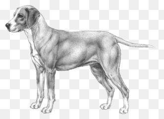 Gotlandsstövare - Pedigree Breeds Dogwellnet Emoji,Copy And Paste Dog Emojis
