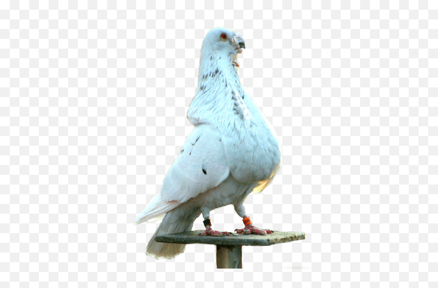 Gorguero Emoji,Pigeon Emoji