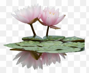 Lilypad Sticker - Water Lily Png Emoji,Lily Pad Emoji