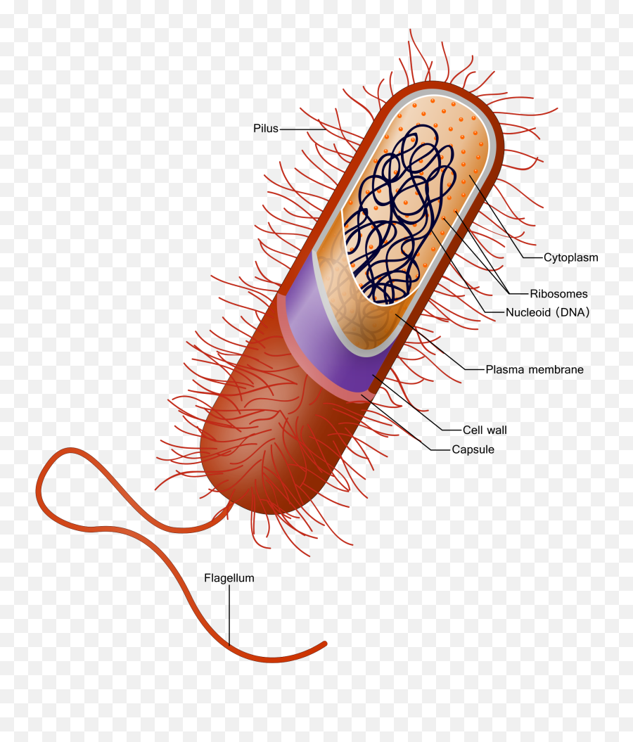 Bacterial Capsule Wikipedia This - Pili And Flagella Clipart Emoji,Pili Emoji