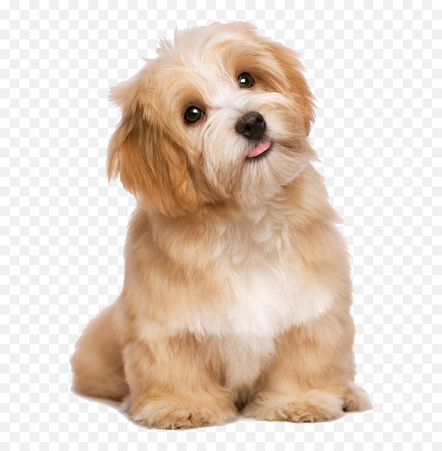 Download Lovely Dog Poodle Cat Long - Cute Doggies Emoji,Poodle Happy Birthday Emoticon