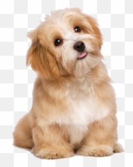 Download Lovely Dog Poodle Cat Long - Cute Doggies Emoji,Poodle Happy Birthday Emoticon