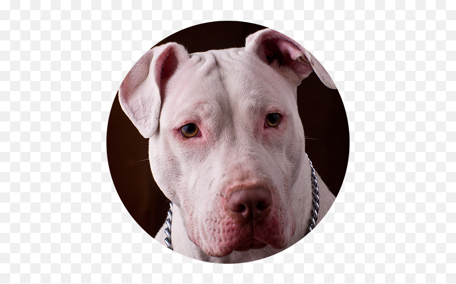 Stigma Surrounding Pit Bulls - Full Grown White Pitbull Emoji,Pitbulls Read Emotion