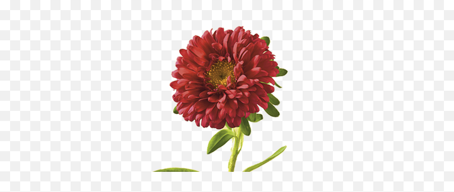 Anniversary Flower Meanings - Red Aster Flower Meaning Emoji,Heart Symbolizing Emotions