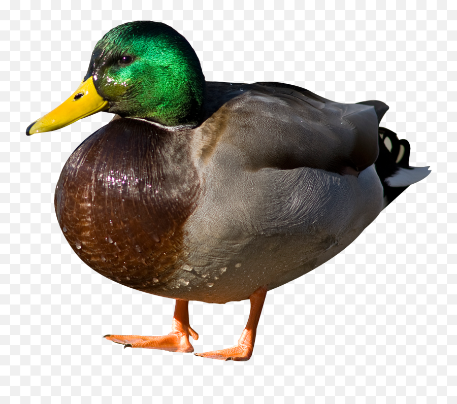 Duck Png Background Image - Duck Png Transparent Emoji,Duck Emoji No Background
