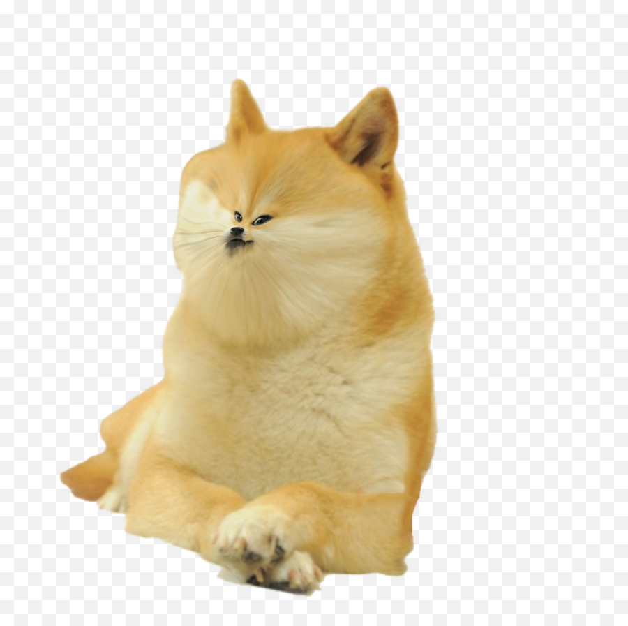 Le Small Face Doge Has Arrived Rdogelore Ironic Doge Emoji,Human Faces On Animals Emoticon